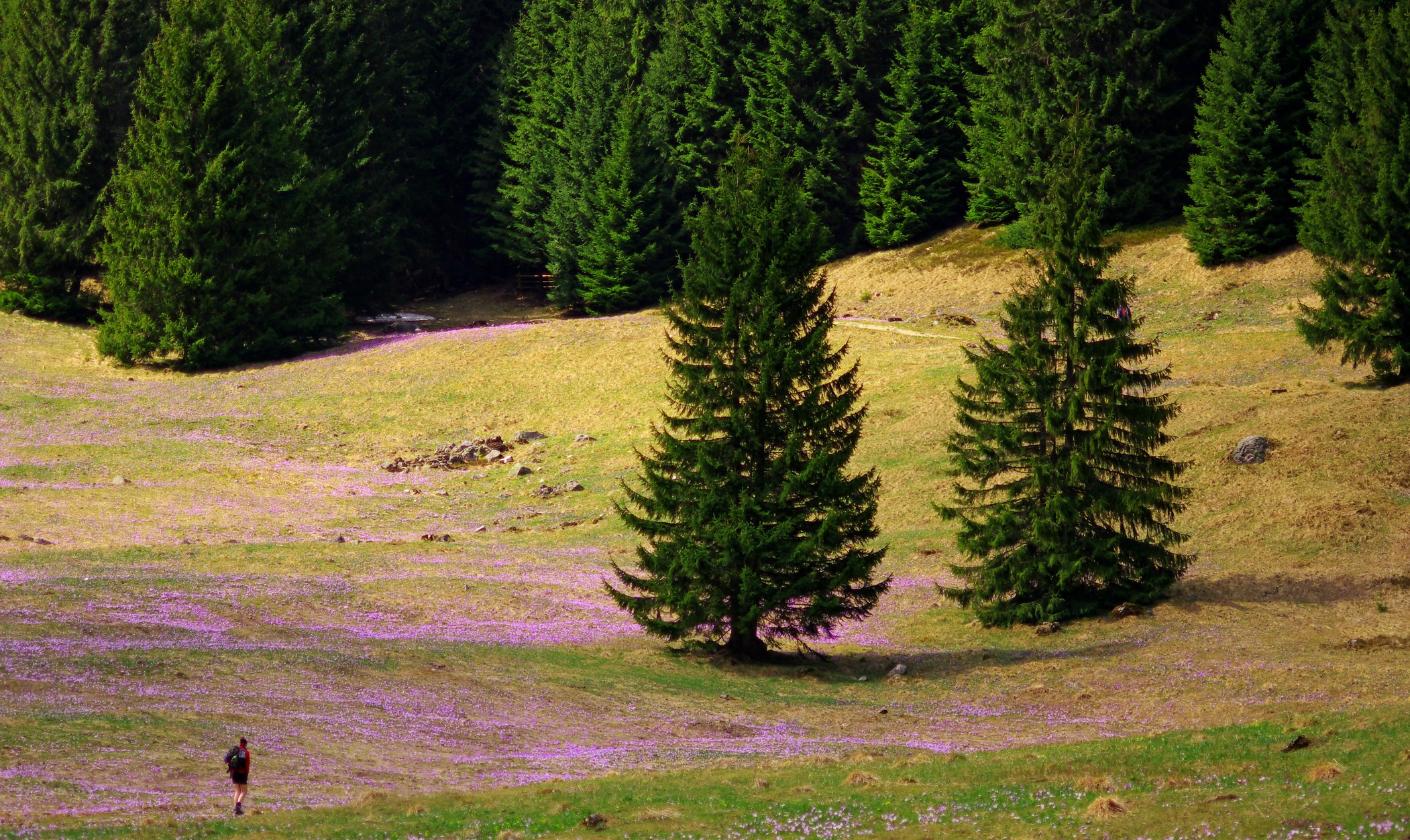 Dolina Chochołowska, Tatry Zachodnie