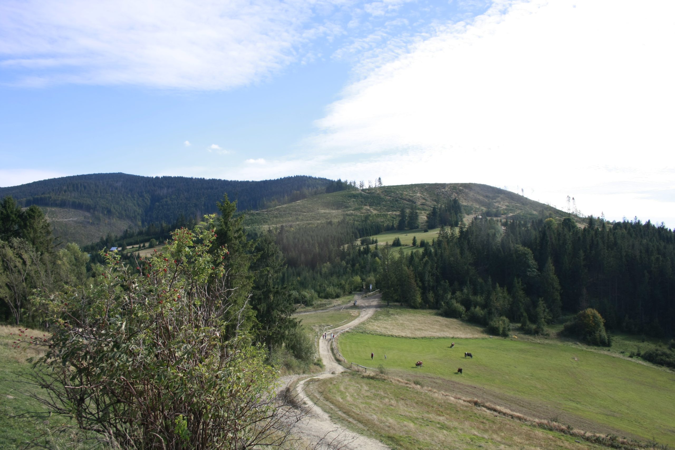 Hala Boracza, Beskid Żywiecki