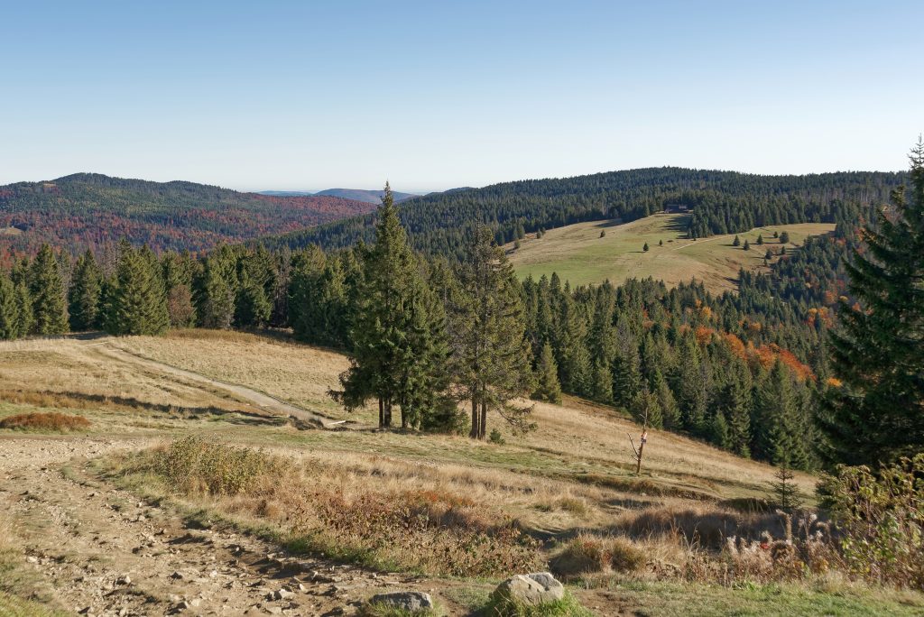 Hala Wolnica, Turbacz, Gorce