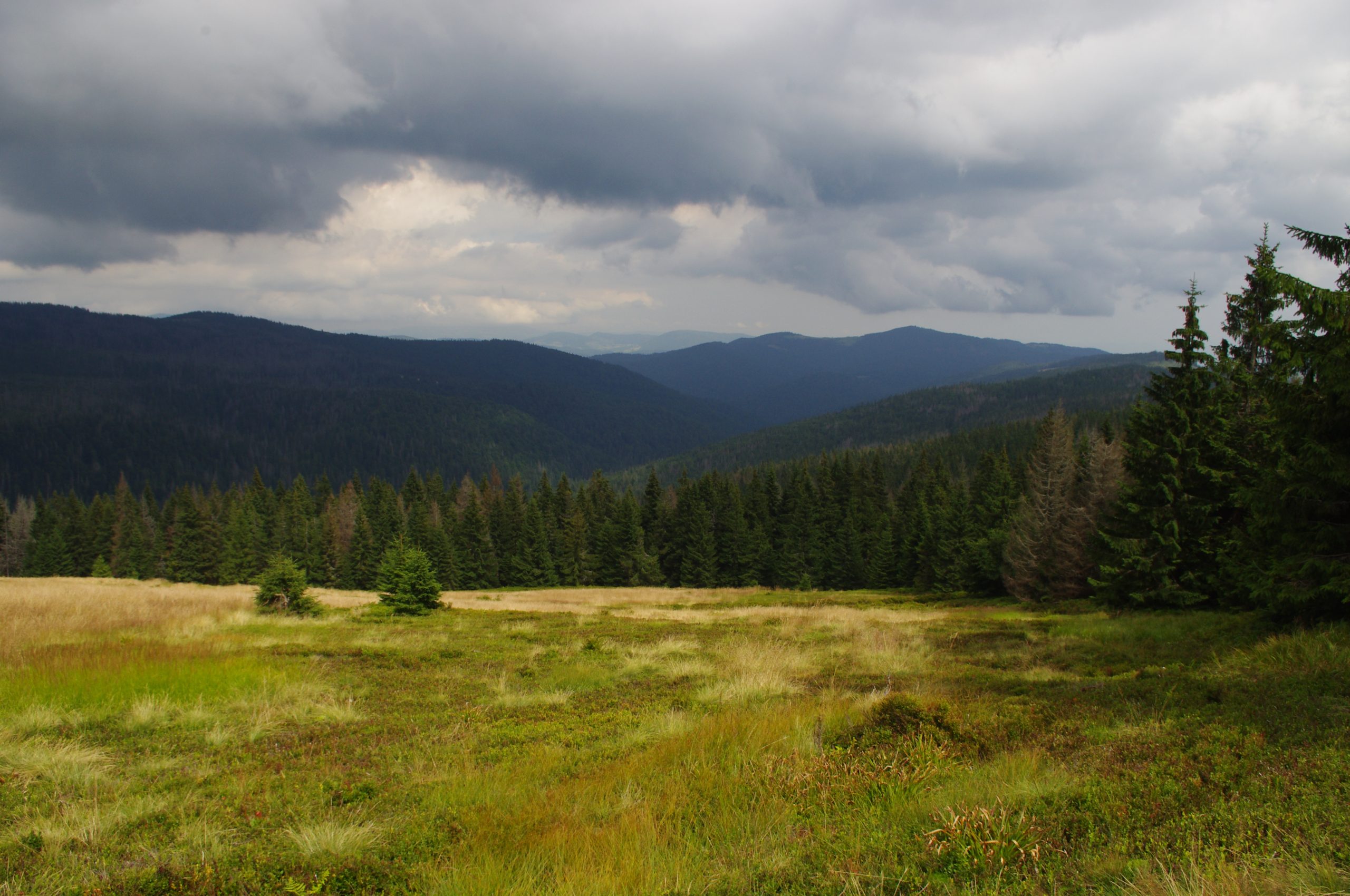 Polana na Kamienicy, Gorce