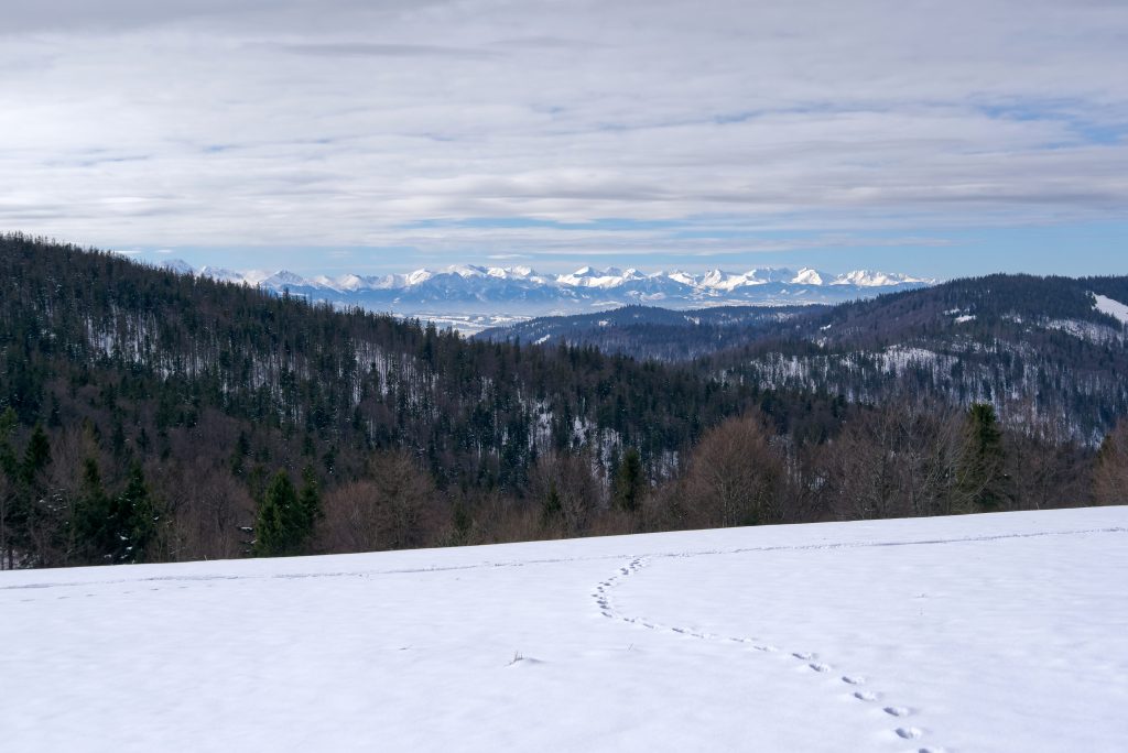 Widok z Gorca Kamienickiego na Tatry, Gorce