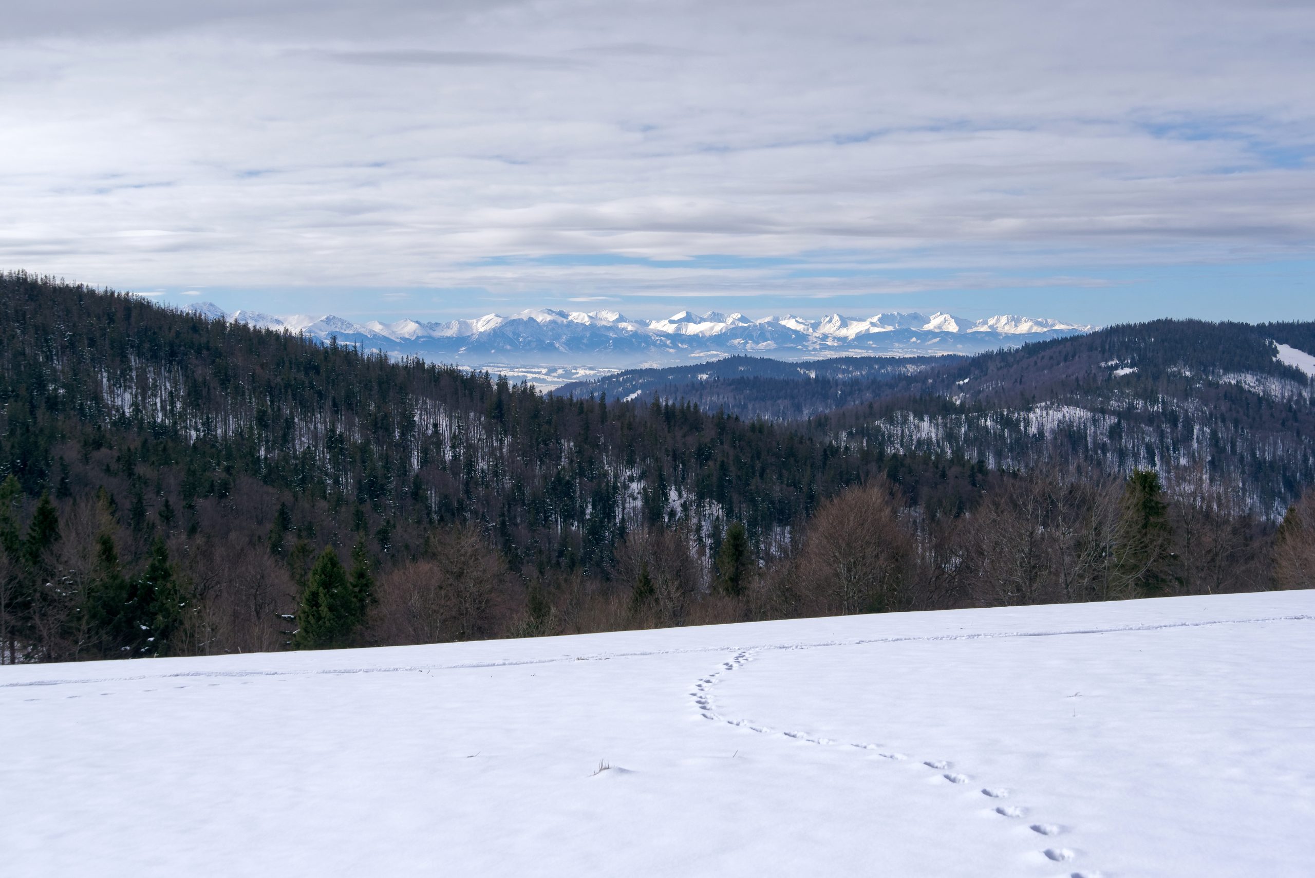 Widok z Gorca Kamienickiego na Tatry, Gorce