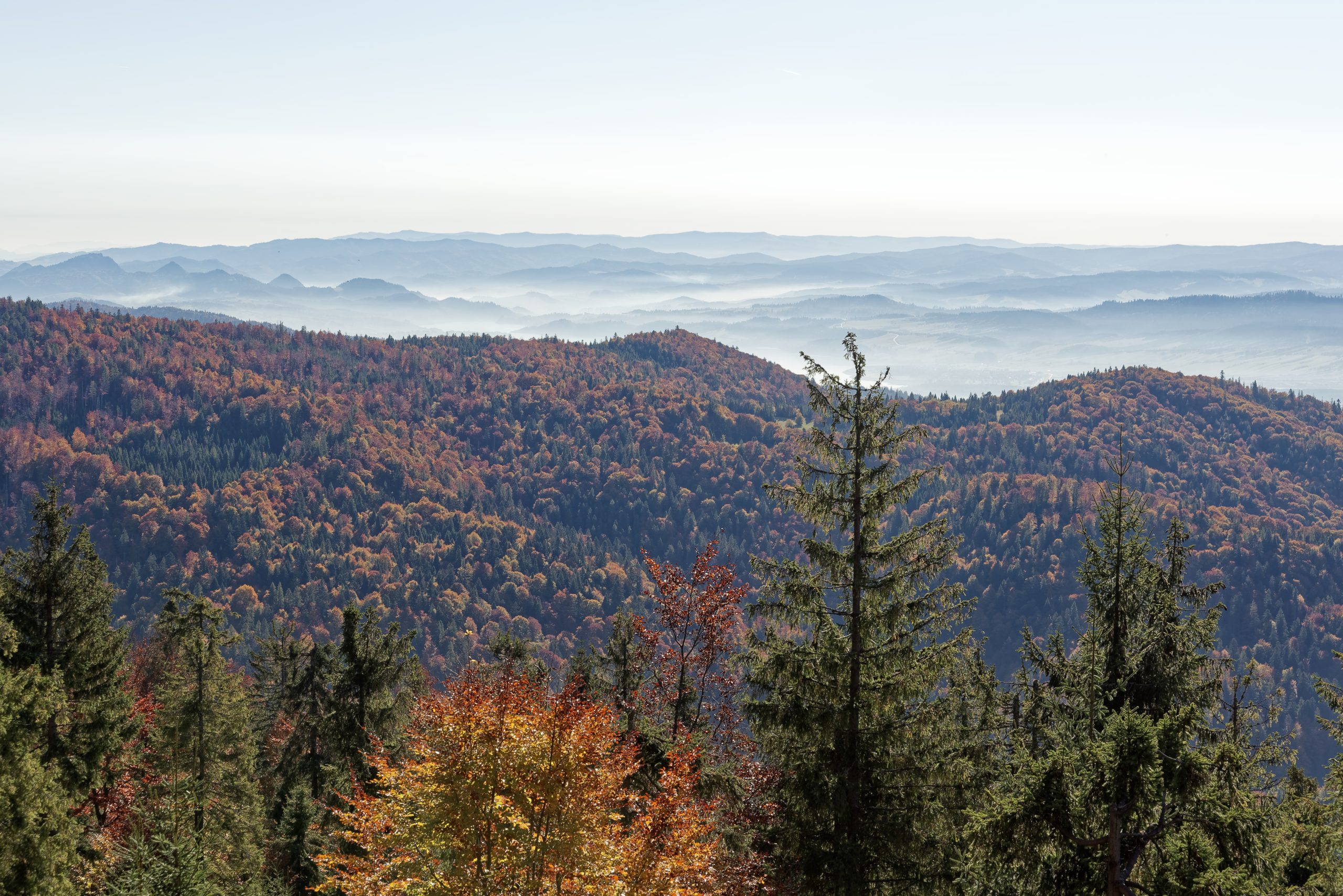 Widok spod szczytu Turbacza, Gorce