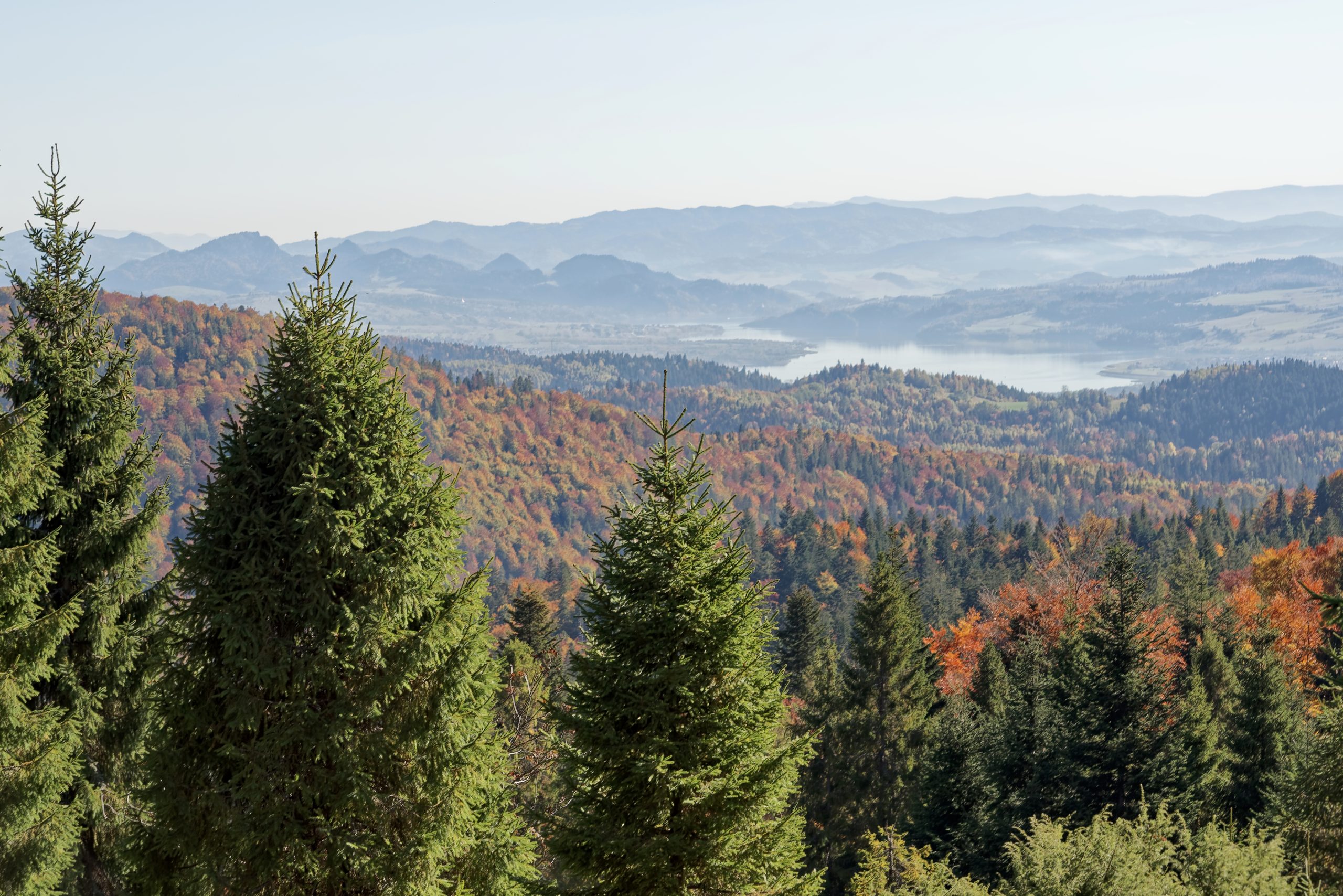 Widok spod szczytu Turbacza na Jezioro Czorsztyńskie, Gorce