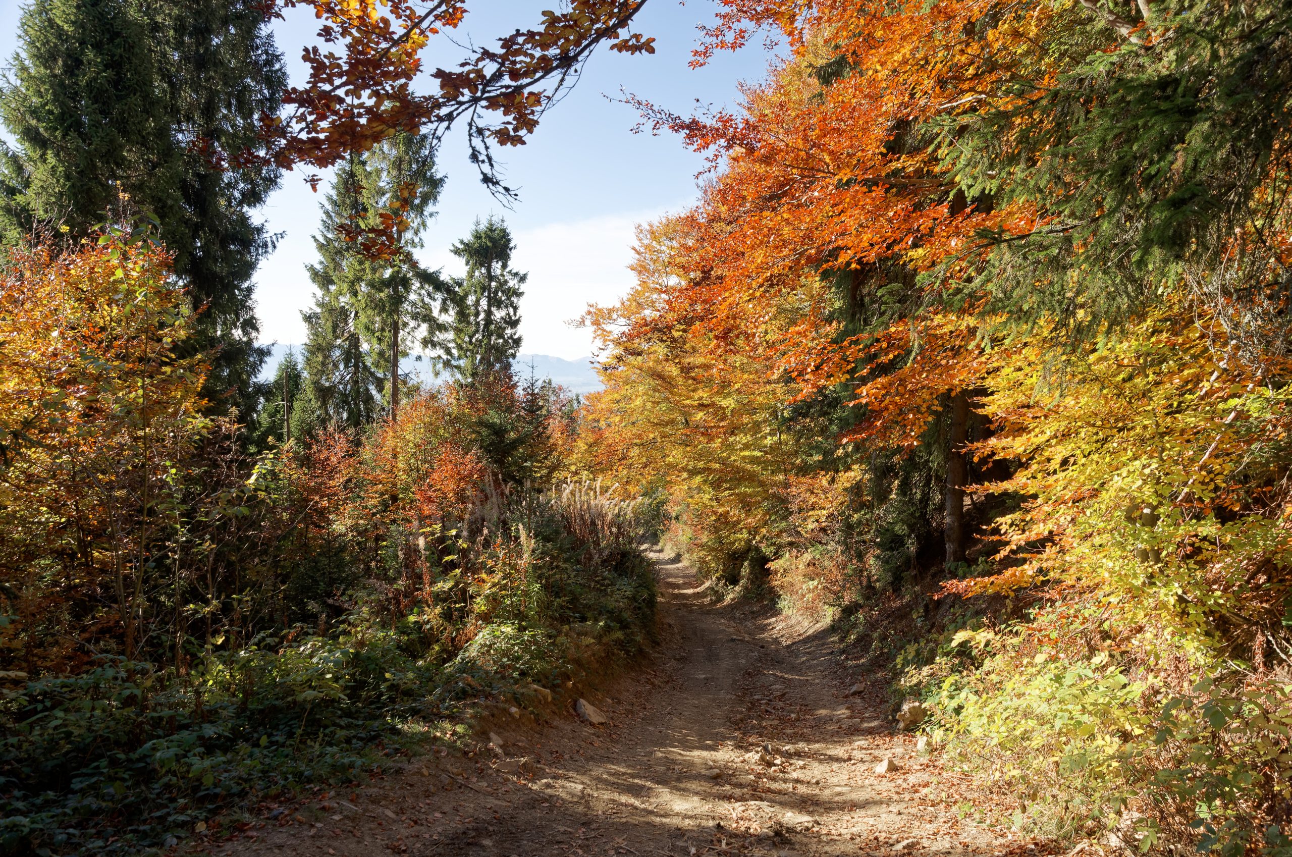 Zielony szlak turystyczny na Turbacz, Gorce